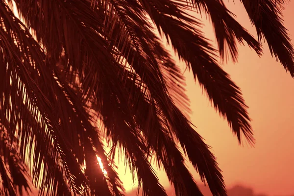 Пальмовые листья на закате — стоковое фото
