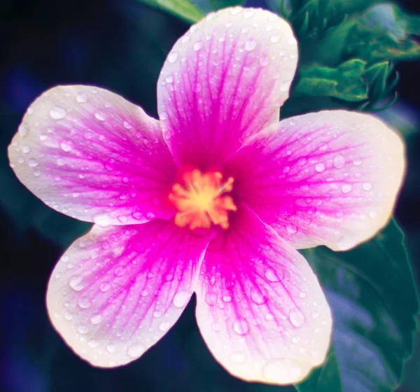 Фон з квіткою — стокове фото