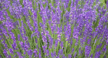 Tarlada büyüyen lavanta