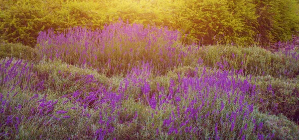 Dickicht aus Gras und Lavendel — Stockfoto