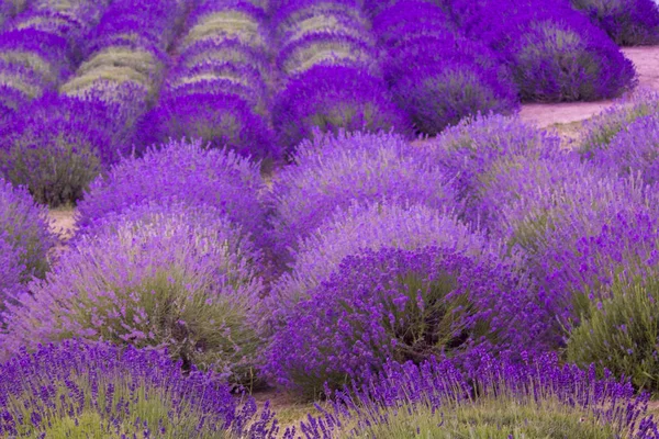 Lavendelblüten duftende Felder — Stockfoto