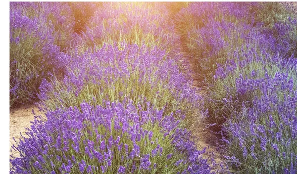 Lavendelfelder im Sommer — Stockfoto