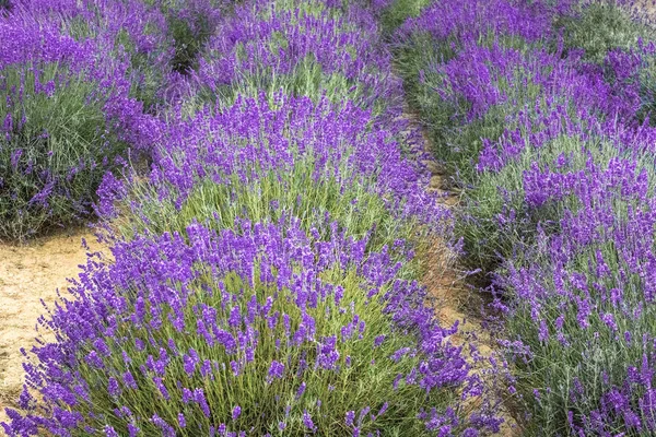 Schöne Felder mit Lavendel — Stockfoto