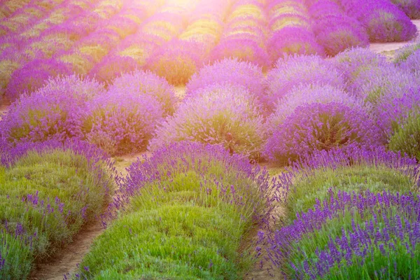 Schöne Felder mit blühendem Lavendel — Stockfoto