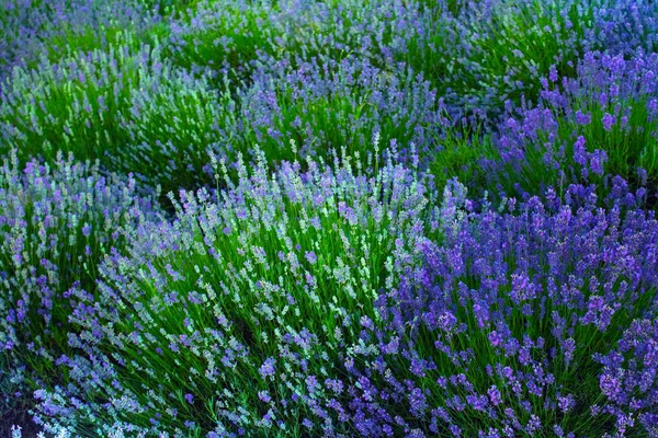 Lavendelfelder im Sommer — Stockfoto