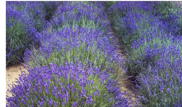 Garten Blumen Lavendel bunten Hintergrund — Stockfoto
