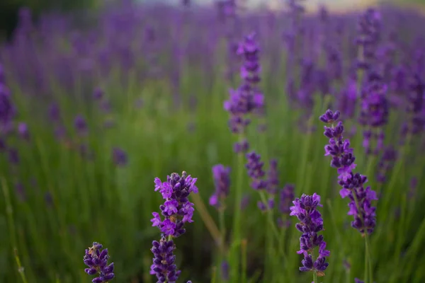 Feld blühender Lavendel — Stockfoto