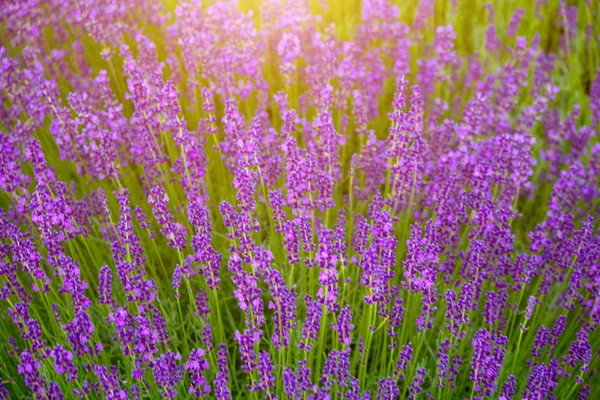 Wunderschönes Bild von Lavendel — Stockfoto
