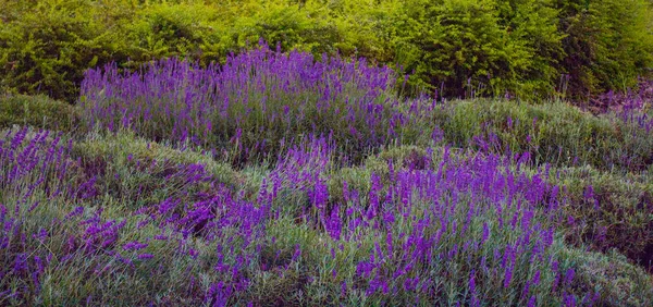 Dickicht aus Gras und Lavendel — Stockfoto