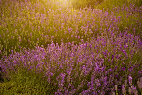 Blühende Lavendelfelder — Stockfoto