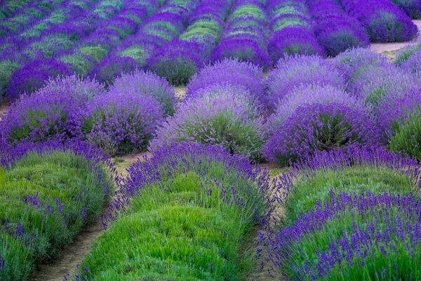 Blaue Felder mit blühendem Lavendel — Stockfoto