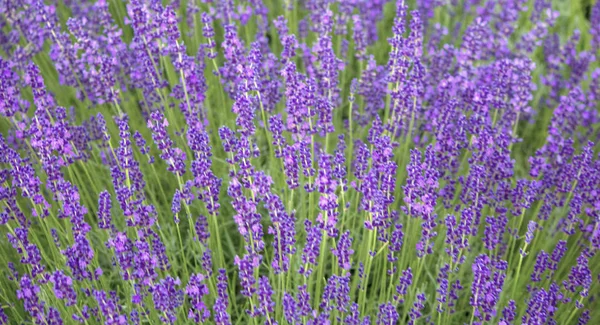 Lavendel wächst auf den Feldern — Stockfoto