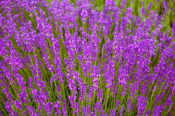 Lavendel wächst auf den Feldern — Stockfoto