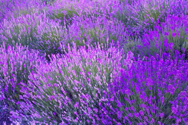 Campo de lavanda florescente — Fotografia de Stock