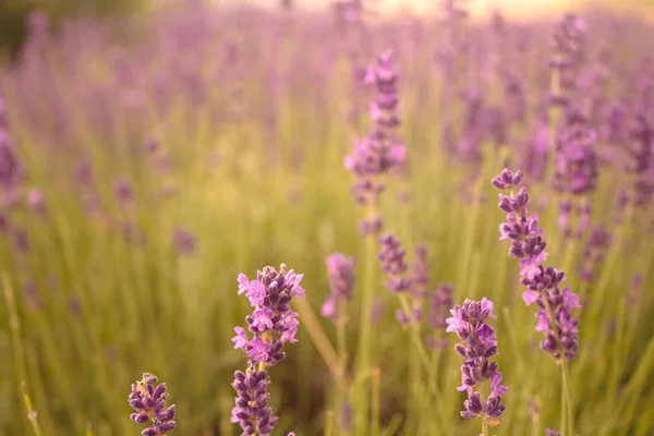 Lavendelfelder an einem Sommertag — Stockfoto