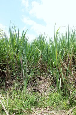  şeker kamışı çalılık