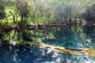  Orman çalılık gölde