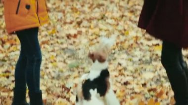 Atlama ve iskambil ile iki genç kız kardeş altın arka plan üzerinde parkta köpek ağaçlarının yaprakları..