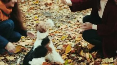 İki genç kız ve köpek parkta oynamak.