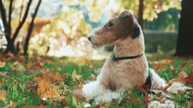 Tilki korkunç sarı sonbahar çimleri oturan bir sopa ile oynarken.