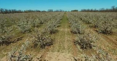 İlkbaharda çiçek açan kiraz ağaçları meyve bahçesi. Hava.