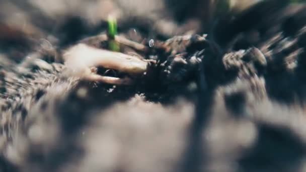 Zwarte mieren kruipen op losse grond. Macrofotografie. — Stockvideo