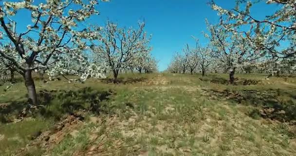 İlkbaharda çiçek açan kiraz ağaçları meyve bahçesi. Hava. — Stok video