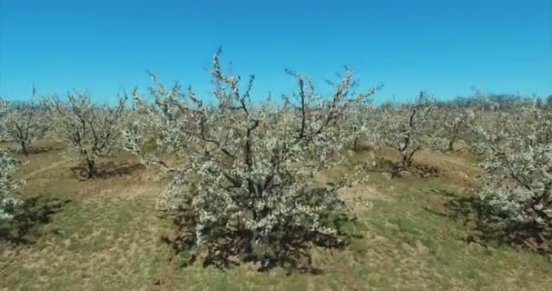 Huerto de cerezos floreciendo en primavera. Antena . — Vídeo de stock