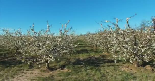 İlkbaharda çiçek açan kiraz ağaçları meyve bahçesi. Hava. — Stok video