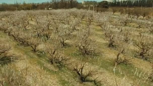 Um jardim de damasco florido. Primavera . — Vídeo de Stock