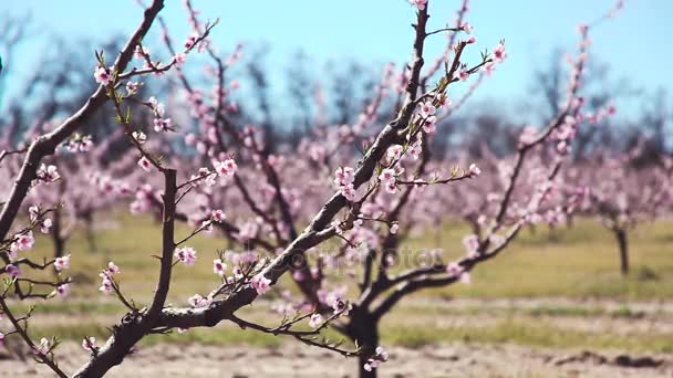 Forår. Smukke lyserøde blomstrende ferskentræer . – Stock-video