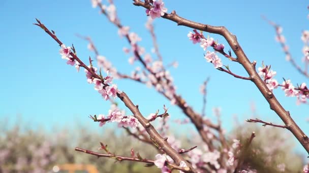 Spring. Beautiful pink blossoming peach trees. — Stock Video