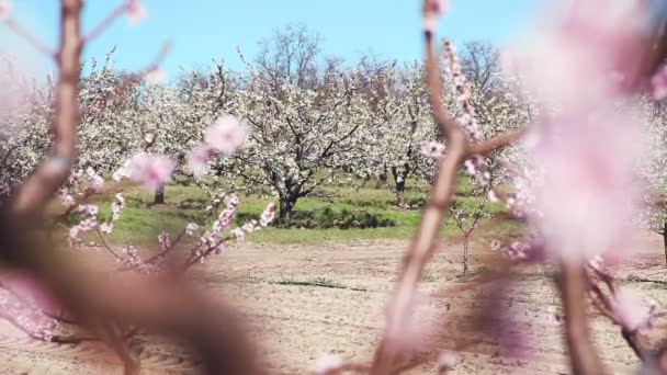 Le printemps. Beaux pêchers roses en fleurs . — Video