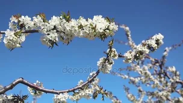 Jardín de primavera floreciente joven de cerezo dulce. Serie . — Vídeos de Stock
