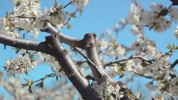 Junge blühende Frühlingsgarten von Süßkirsche. Serie. — Stockvideo