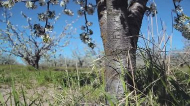 kiraz çiçeği ağacı