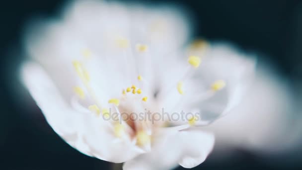 Schöner Frühling Aprikosenbaum Blume Blüte — Stockvideo