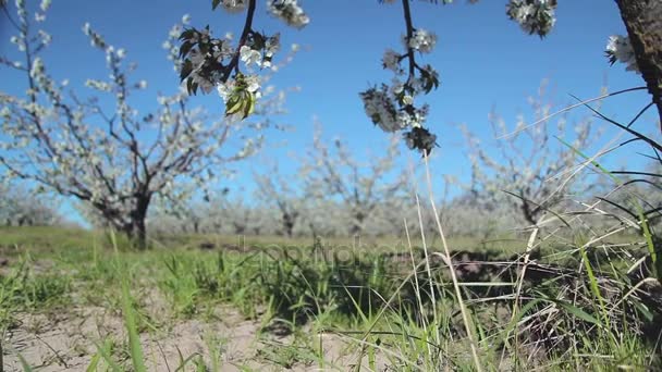 Árvore de flor de cereja — Vídeo de Stock