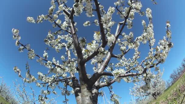 Цветущая вишня — стоковое видео