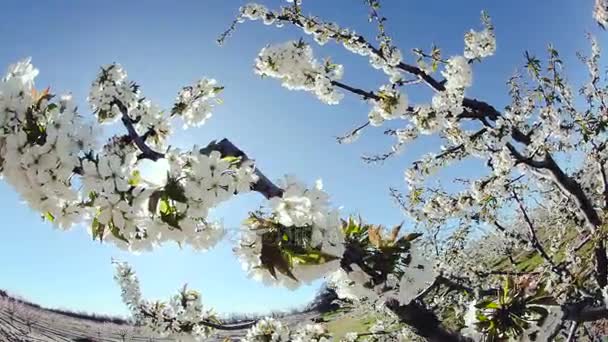Wiśniowe drzewo kwitnące — Wideo stockowe
