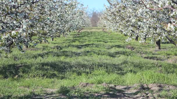 Beautiful blossoming cherry-tree garden — Stock Video