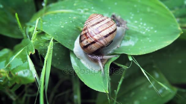 Caracol se arrastra en la hoja verde — Vídeo de stock