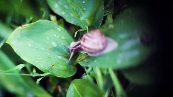 Snail on leaf drinking water drop — Stock Video