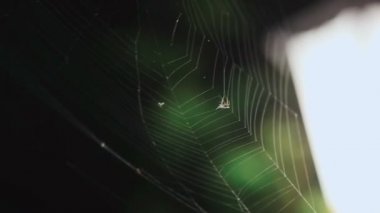 Bir örümcek web sinek yakaladı