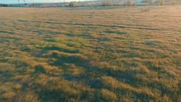 Jovens pedalando de bicicleta pelo campo verde e amarelo do prado de verão — Vídeo de Stock