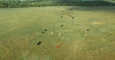 Hava: Yalancı inek yeşil alan