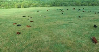 Hava: Yalancı inek yeşil alan