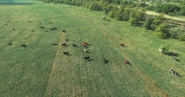 Antenne: grüne Wiese mit liegenden Kühen — Stockvideo