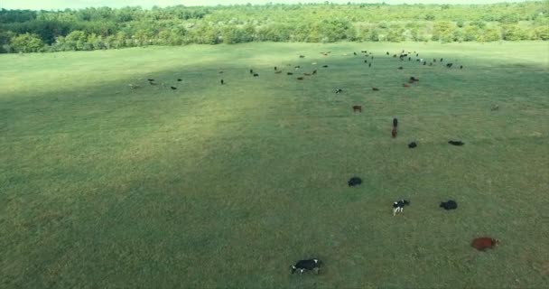 AERIAL: Зелене поле з лежачими коровами — стокове відео