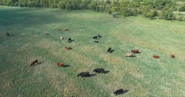 AERIAL: Green field with lying cows — Stock Video